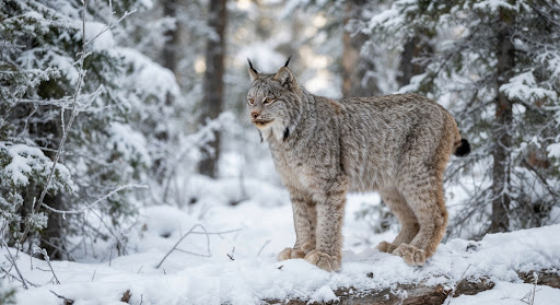 LYNX