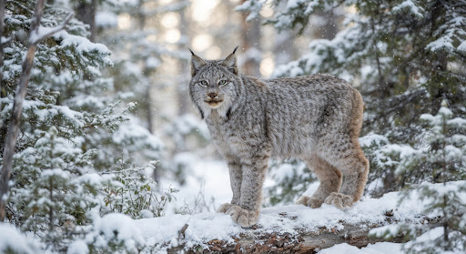 LYNX